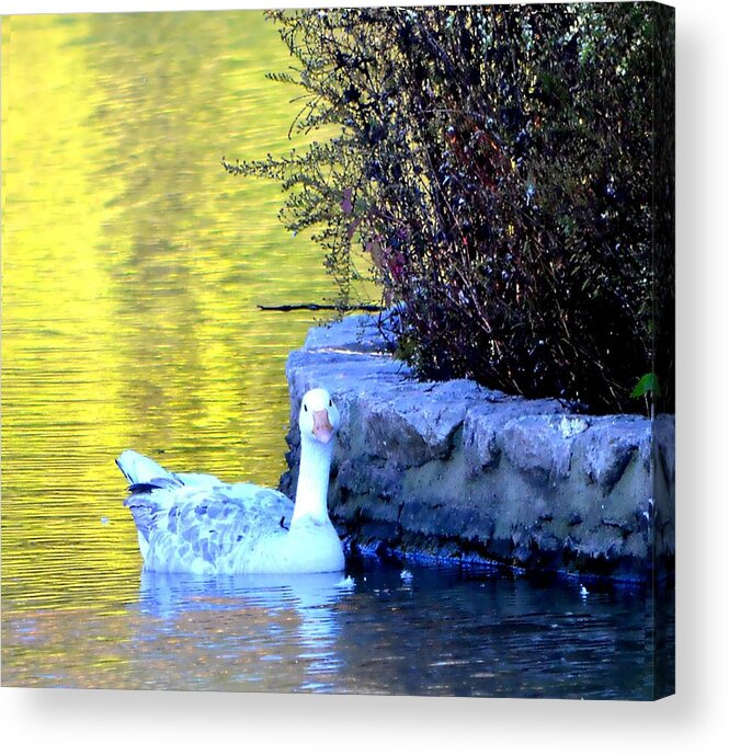 Goose Acrylic Print featuring the photograph Lucy by Deena Stoddard