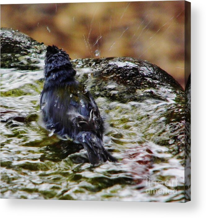 Warbler Acrylic Print featuring the photograph Warbler Making A Splash by D Hackett