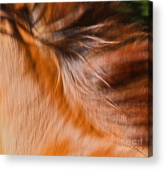 Nature Acrylic Print featuring the photograph Mane Dance Light by Michelle Twohig
