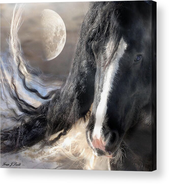 Horse Art Prints Acrylic Print featuring the photograph Moonlight and Valentino by Fran J Scott