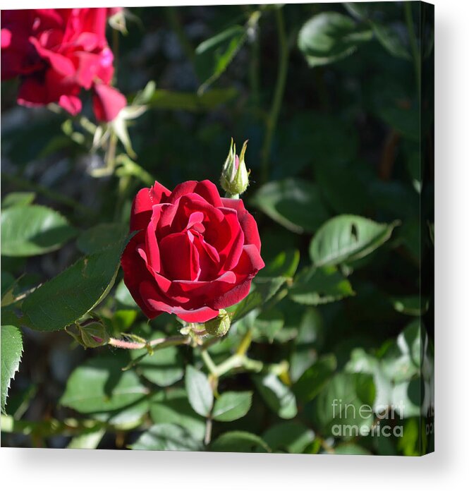 Indiana Acrylic Print featuring the photograph My Red Rose by Alys Caviness-Gober