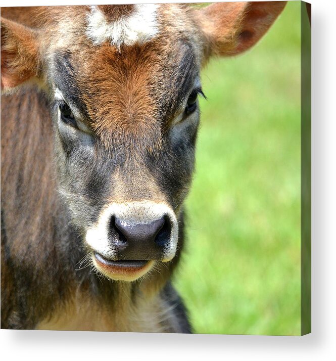 Bull Acrylic Print featuring the photograph No Bull by Deena Stoddard