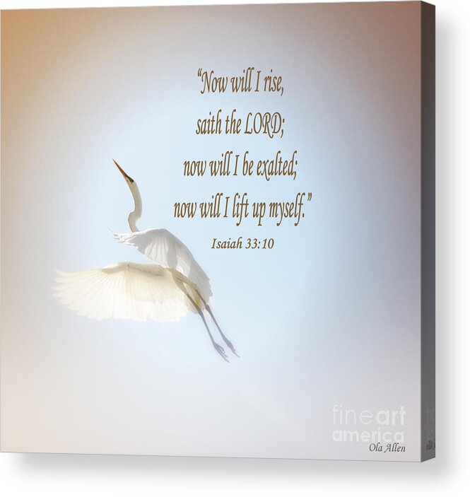 Egret Acrylic Print featuring the photograph Now Will I Rise by Ola Allen
