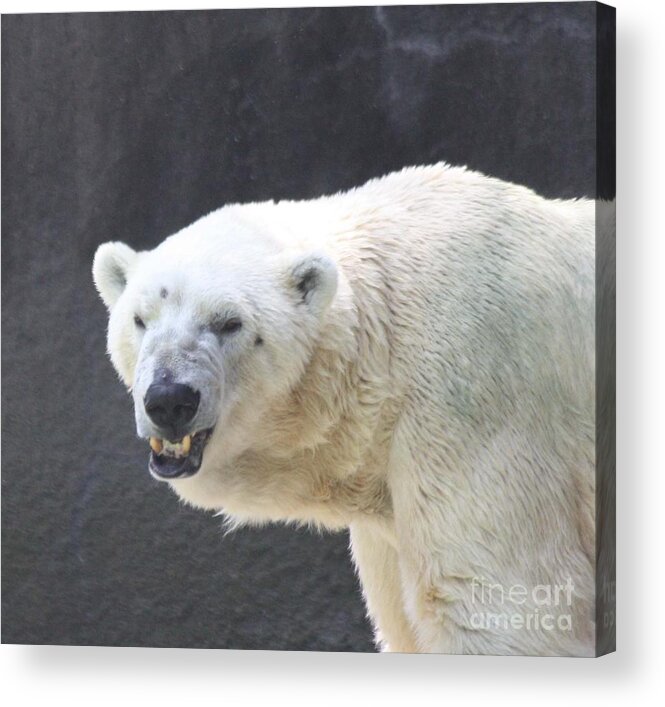 One Angry Polar Bear Acrylic Print featuring the photograph One Angry Polar Bear by John Telfer