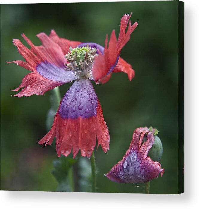 Poppy Acrylic Print featuring the photograph Pardon My Petal by Theresa Tahara