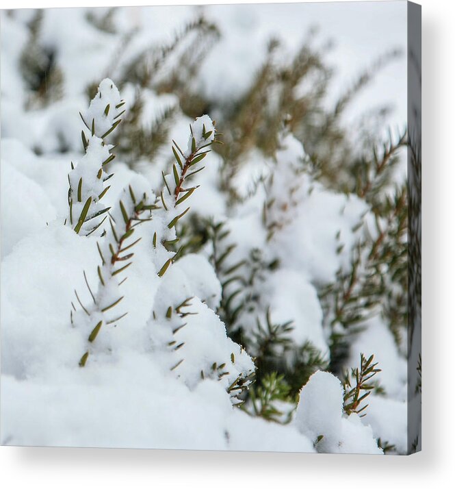 Snow Acrylic Print featuring the photograph Peeking through the snow by Jane Luxton