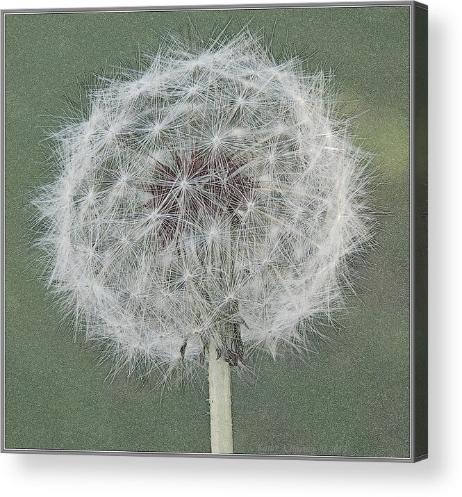 Dandelion Acrylic Print featuring the photograph Perfect Dandelion by Kathy Barney