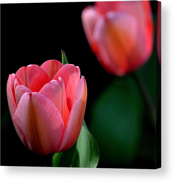 Art Acrylic Print featuring the photograph Pink Tulips by Joan Han