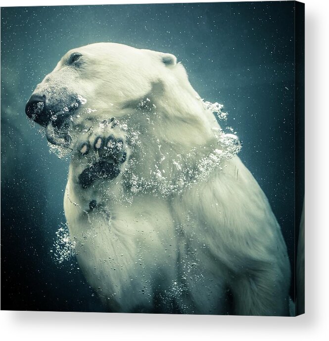Underwater Acrylic Print featuring the photograph Polar Bear Swimming by Lise Ulrich Fine Art Photography