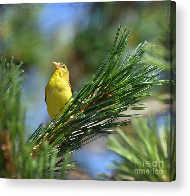 American Goldfinch Acrylic Print featuring the photograph Profile In the Pines by Kerri Farley