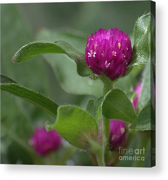 Flowers Acrylic Print featuring the photograph Purple Ball by Sharon Elliott