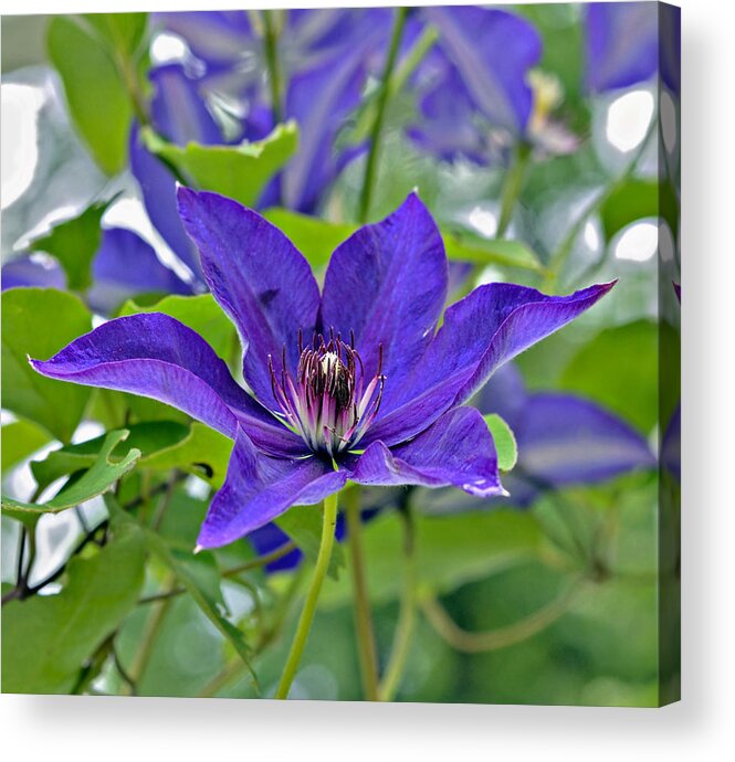 Beautiful Acrylic Print featuring the photograph Purple Clematis by Susan Leggett