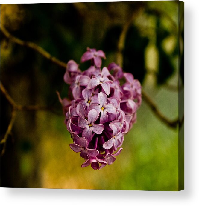  Acrylic Print featuring the photograph Purple Lilac by James Gay