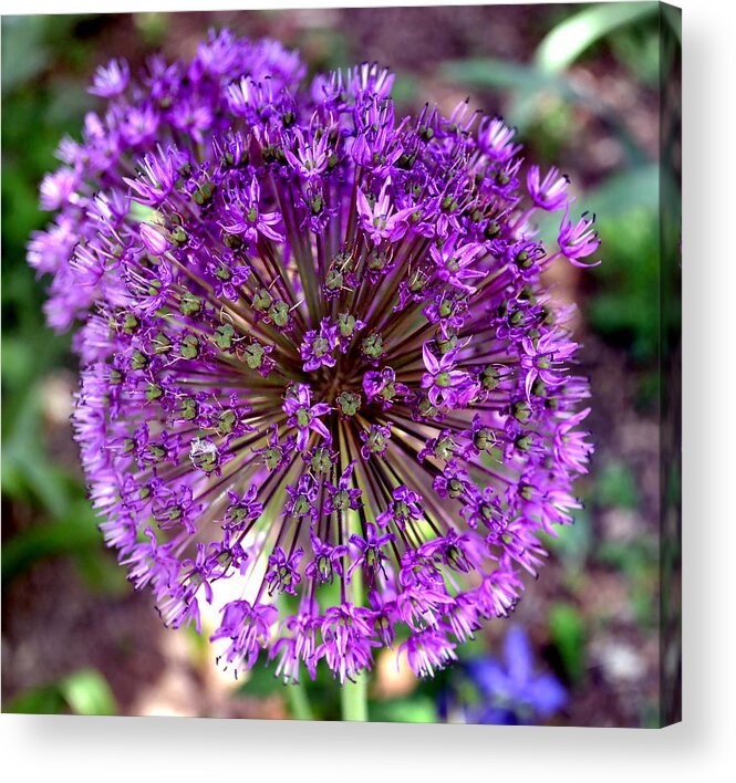 Allium Acrylic Print featuring the photograph Purple Sensation Allium by Deena Stoddard