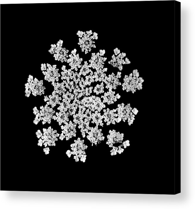 B&w Acrylic Print featuring the photograph 'Queen Anne's Snowflake' by Liza Dey