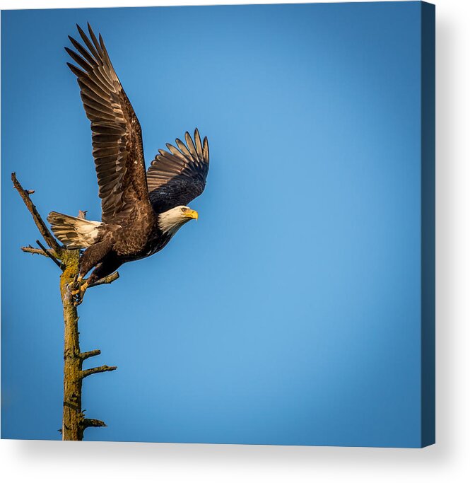 Eagle Acrylic Print featuring the photograph Ready for Takeoff by Jerry Cahill