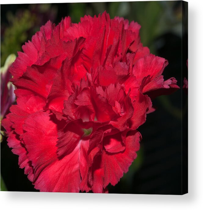 Red Acrylic Print featuring the photograph Red Carnation by Tikvah's Hope