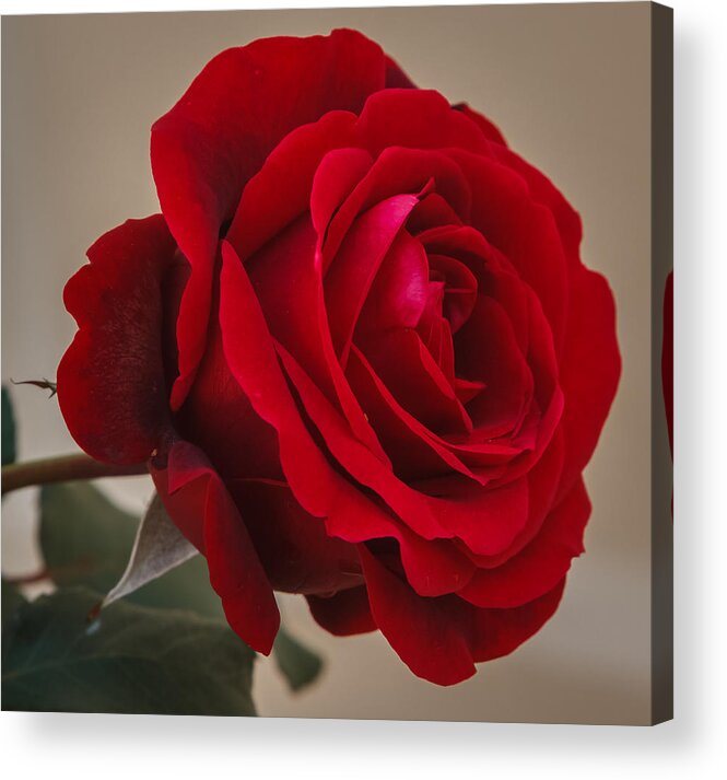 Florida Acrylic Print featuring the photograph Red Rose by Jane Luxton