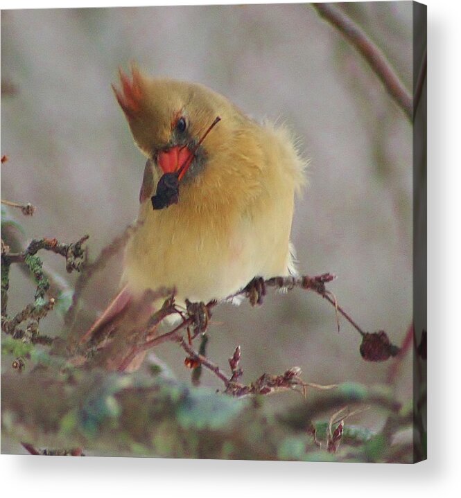 Bird Acrylic Print featuring the photograph Seeking Food on a Cold Winter Day by Bruce Bley
