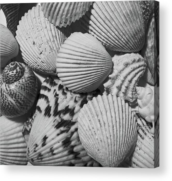 Shell Acrylic Print featuring the photograph Shells in Black and White by Mary Bedy