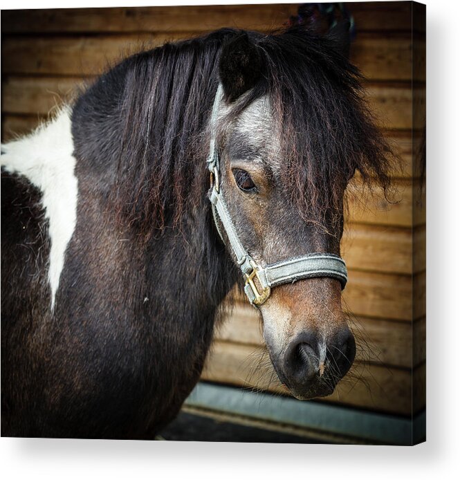 Horse Acrylic Print featuring the photograph Shetland Pony by Deborah Pendell