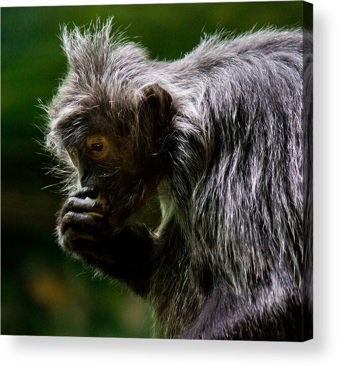 Small Acrylic Print featuring the photograph Small Monkey Eating by Jonny D