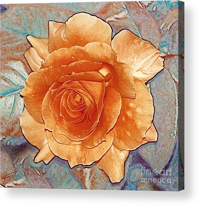 Rose Acrylic Print featuring the photograph Soft Colour Rose by Art by Magdalene