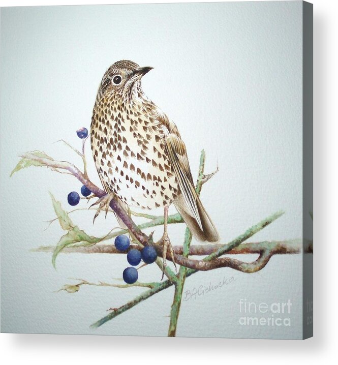Bird Acrylic Print featuring the painting Song Thrush / sold by Barbara Anna Cichocka