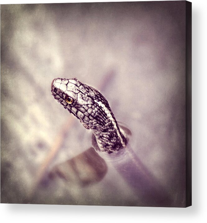 Snake Acrylic Print featuring the photograph Stony Stare by Melanie Lankford Photography