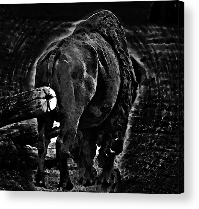 Bison Acrylic Print featuring the photograph Strength Of One by Miroslava Jurcik