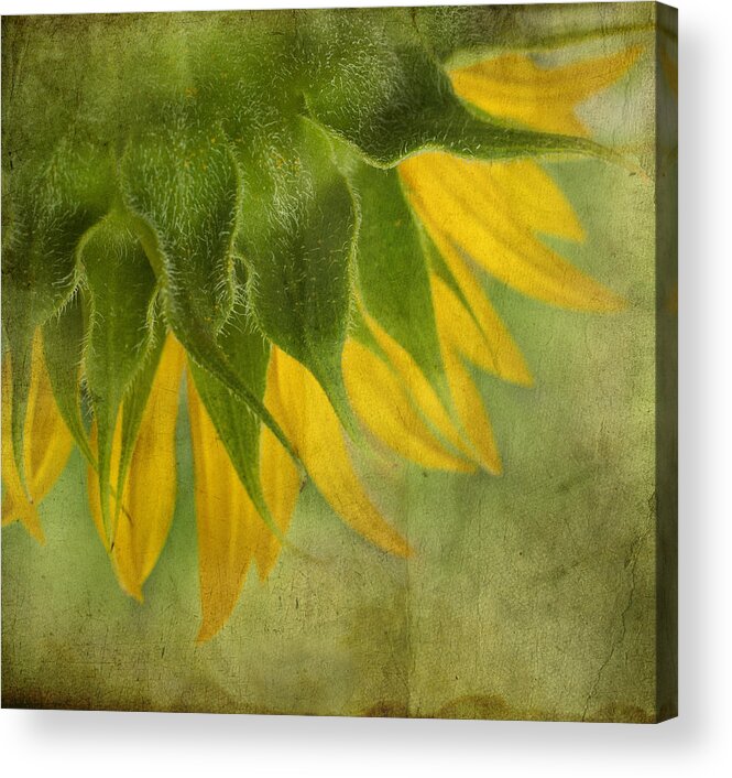 Sunflower Acrylic Print featuring the photograph Sunflower by Ivelina G