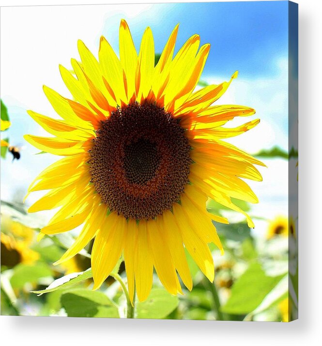 Sunflower Acrylic Print featuring the photograph Sunflower by Ursula Coccomo