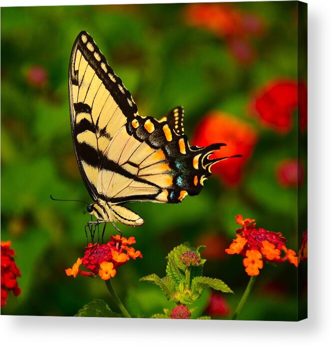 Butterfly Acrylic Print featuring the photograph Swallow Tail by Abbie Loyd Kern