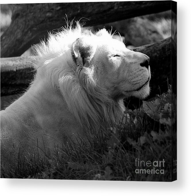 Marcia Lee Jones Acrylic Print featuring the photograph The White King by Marcia Lee Jones