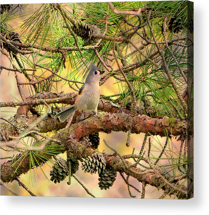 Bird Acrylic Print featuring the photograph Tufted Titmouse by Deena Stoddard