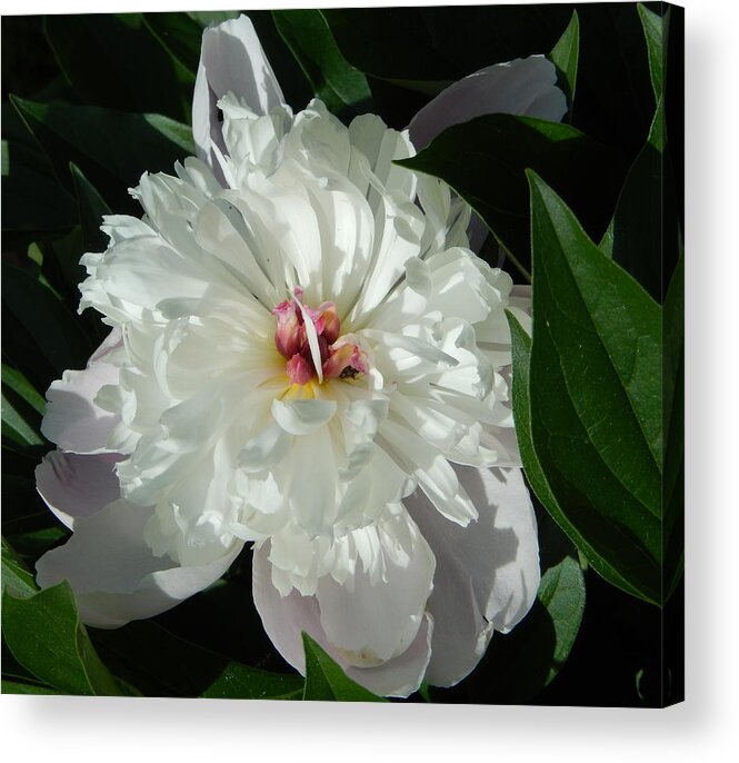 Peony Acrylic Print featuring the photograph White Peony by Betty-Anne McDonald