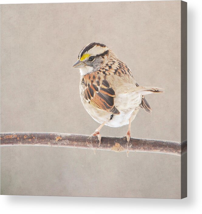 Bird Acrylic Print featuring the photograph White Throated Sparrow by Deena Stoddard