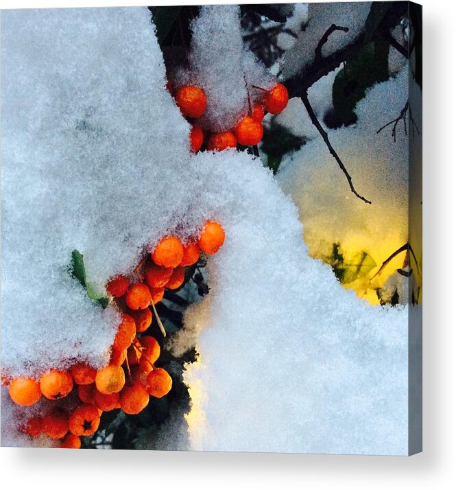 Winter Acrylic Print featuring the photograph Winter Berries by Kate Gibson Oswald