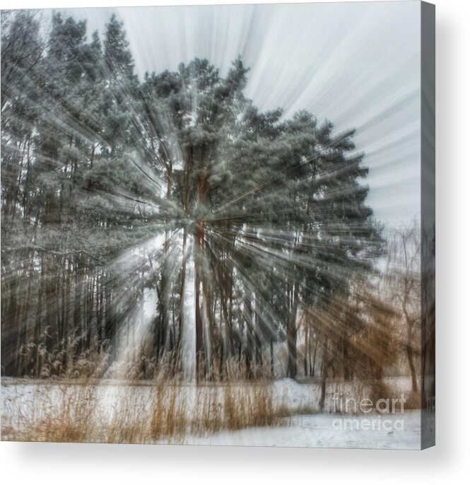 Tree Acrylic Print featuring the photograph Winter light in a forest by Iryna Liveoak