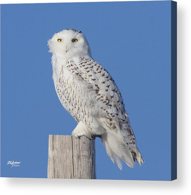 Snowy Owl Acrylic Print featuring the photograph Winter White II by Don Anderson