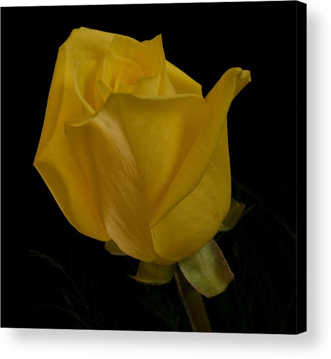 Rose Acrylic Print featuring the photograph Yellow Bud by Nancy Edwards