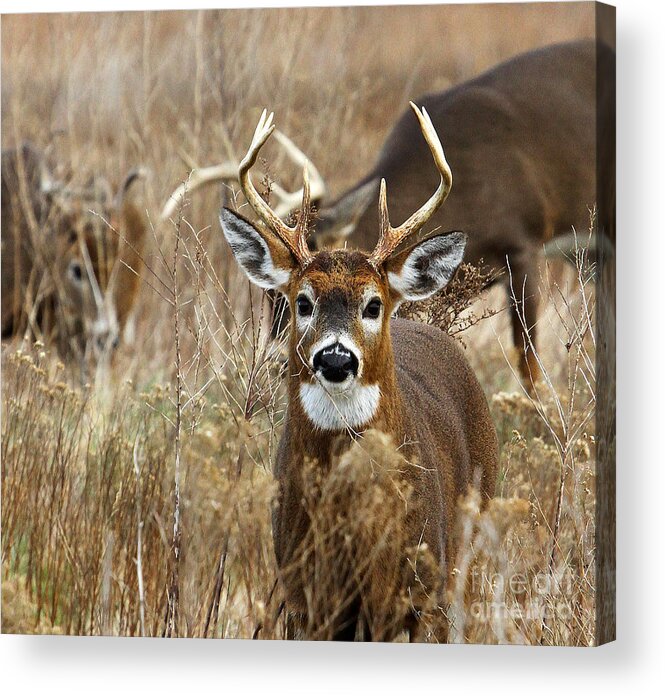 Deer Acrylic Print featuring the photograph You Lookin at Me? by Butch Lombardi