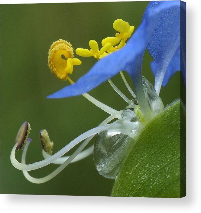 Slender Dayflower Acrylic Print featuring the photograph Close View Of Slender Dayflower Flower With Dew by Daniel Reed