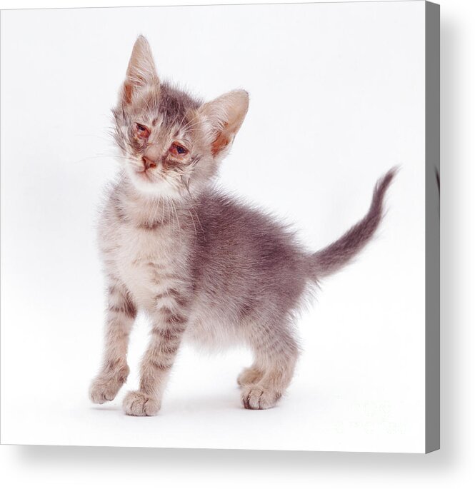Bacterial Infection Acrylic Print featuring the photograph Kitten With Severe Conjunctivitis #1 by Jane Burton
