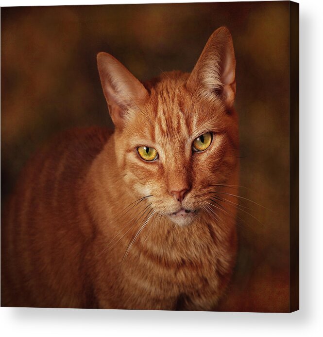 Cats Acrylic Print featuring the photograph A Portrait Of Pete by Pat Abbott