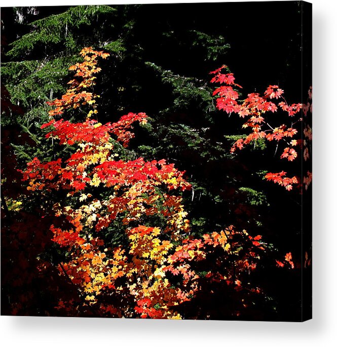 Autumn Acrylic Print featuring the photograph Arrival Of Autumn by Nick Kloepping