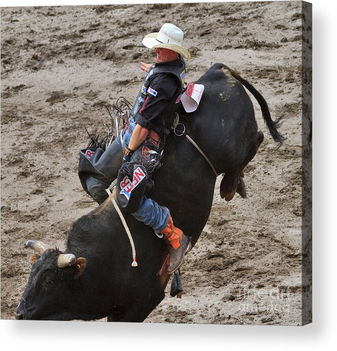Tough Acrylic Print featuring the photograph Bull Riding by Louise Heusinkveld
