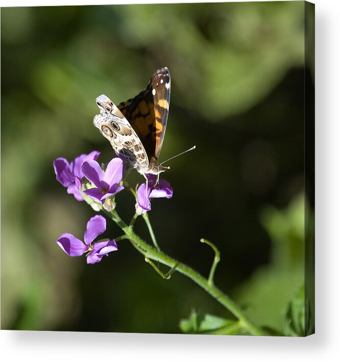 Butterfly On Phlox Acrylic Print featuring the photograph Butterfly on Phlox bloom by Sarah McKoy