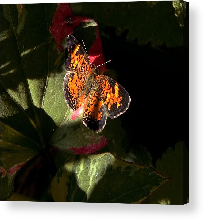 Nature Acrylic Print featuring the photograph Catching Rays by Michael Friedman