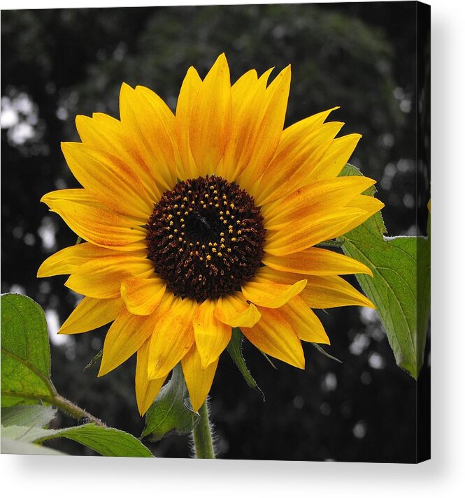 Daisy Acrylic Print featuring the photograph FLORA Sunflower by William OBrien